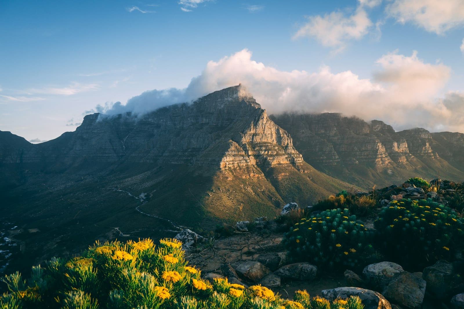 Table Mountain in Cape Town under a band of cloud, with yellow wildflowers in the foreground